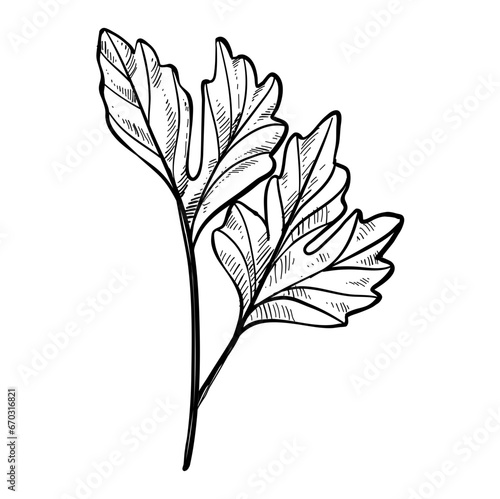 mint leaf hand drawn