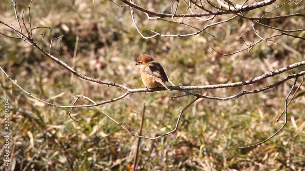 モズ　枝に止まり辺りを覗うモズのメス