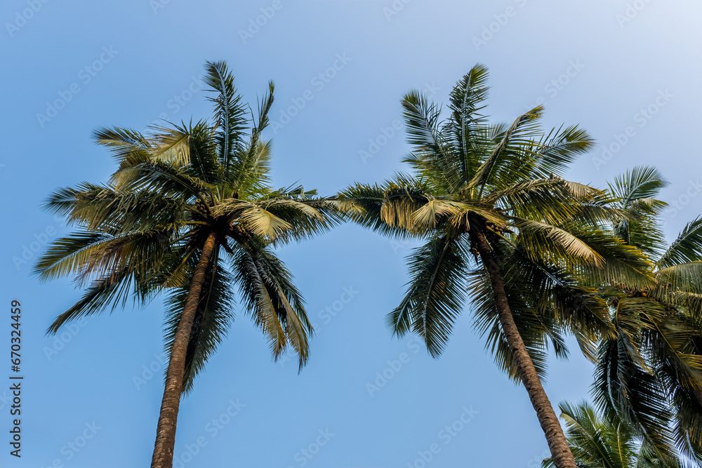coconut trees palms against the blue sky of India coconut trees palms against the blue sky of India