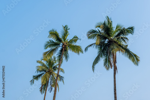 coconut trees palms against the blue sky of India © hiv360