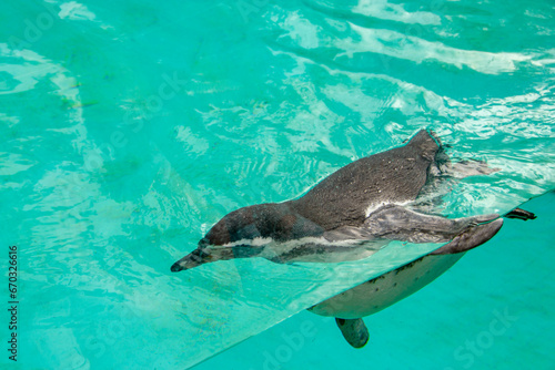 Beautiful swimming seal at underwater in the zoo.