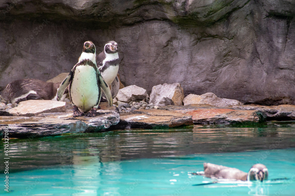 Fototapeta premium a penguin walking on rocks