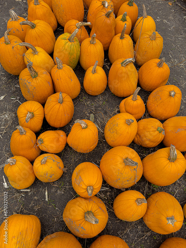 pumpkins for sale
