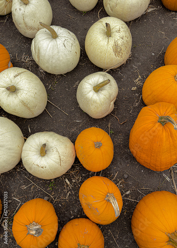 pile of pumpkins
