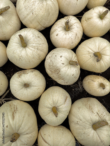 Pile of pumpkins