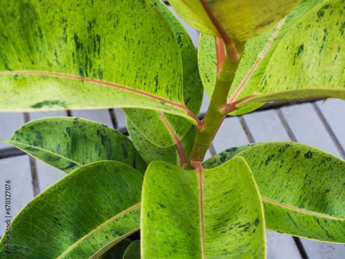 Close up of fiscus leaves. Bright green tones, leafy background texture, background of leaves, space for text, creative elements.