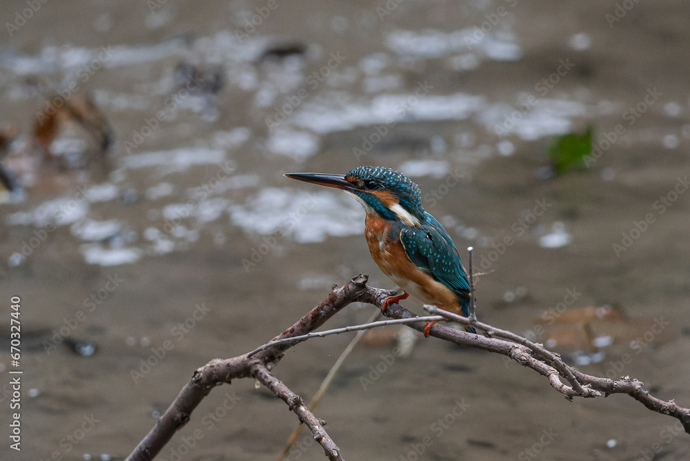 Fototapeta premium カワセミ