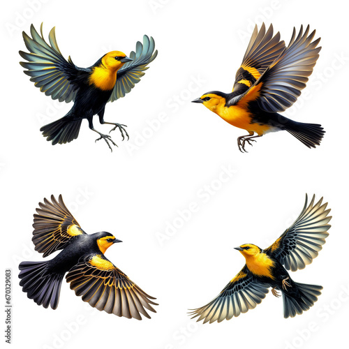 A set of male and female Yellow-headed Blackbirds flying on a transparent background