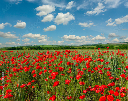 A red poppy blooms in a wheat field. Summer meadow with bright poppies.