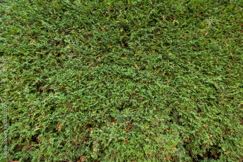 garden green wall textured background