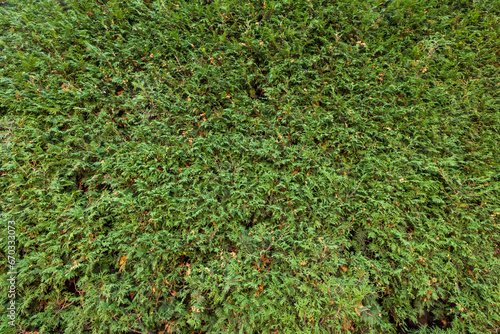 garden green wall textured background