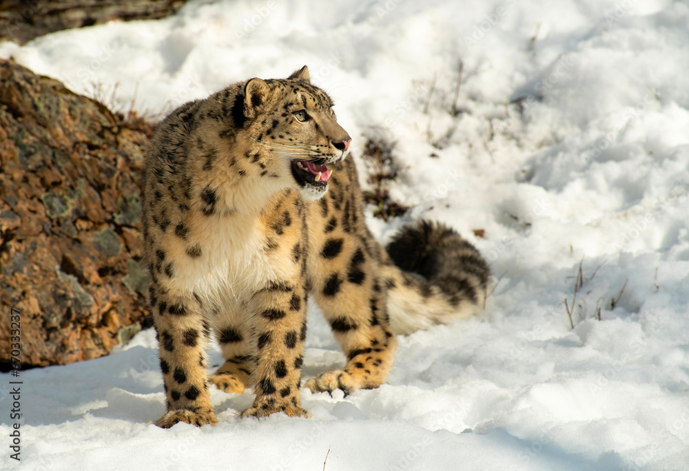 Snow Leopard Snow Leopard