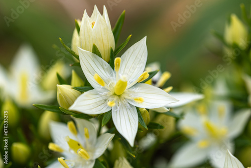 シロバナムラサキセンブリ