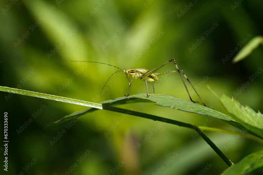 insects on leaf with nature background. beautiful cheerful colorful artistic image of insects in nature insects on leaf with nature background. beautiful cheerful colorful artistic image of insects in nature