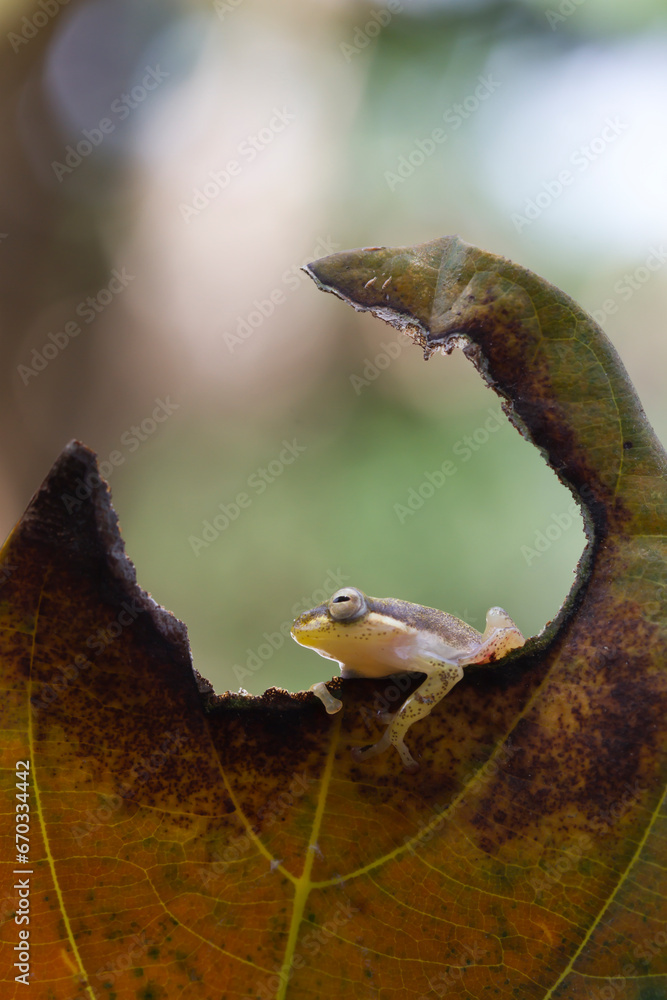 Naklejka premium Golden glass frog on leaf with nature background, Philautus vittiger frog