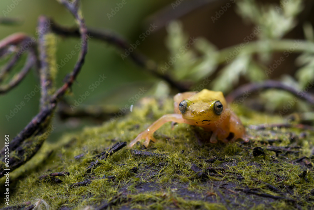 Golden glass frog  with nature background, Philautus vittiger frog