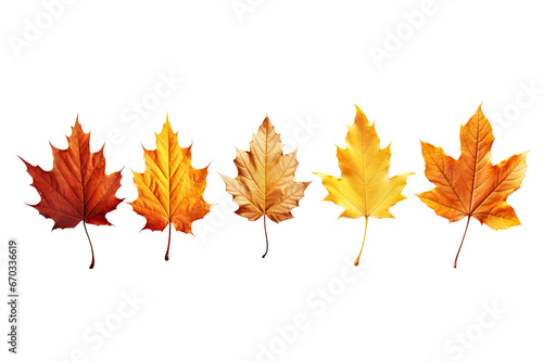 autumn leaves on an isolated transparent background