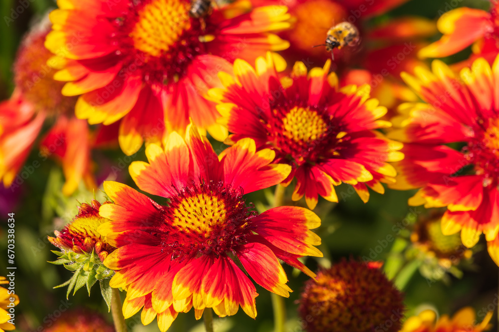 Gaillardia aristata red yellow flower in bloom, common blanketflower flowering plant, group of petal bright colorful flowers Gaillardia aristata red yellow flower in bloom, common blanketflower flowering plant, group of petal bright colorful flowers