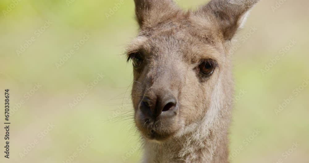 Marsupial Marvel: Close-Up of Kangaroo's Expressive Face Marsupial Marvel: Close-Up of Kangaroo's Expressive Face
