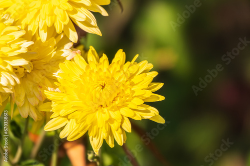 Bunch of yellow aster flowers. Flowering plant in autumnal garden