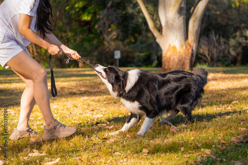 Portrait of a beautiful male Border Collie puppy pulling a leash in the dog park.