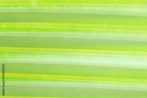 Background image of young coconut leaves arranged together