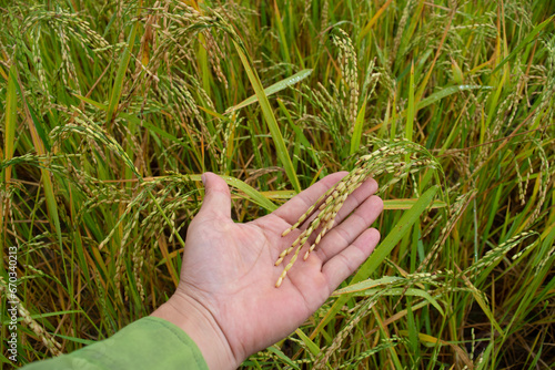 A hand holding rice on the paddy rice field