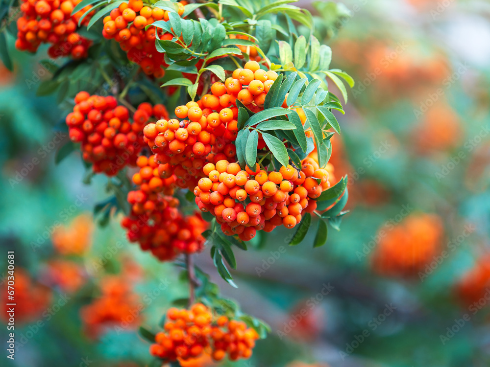 A bunch of red rowan in autumn leaves. A bunch of red rowan in autumn leaves.