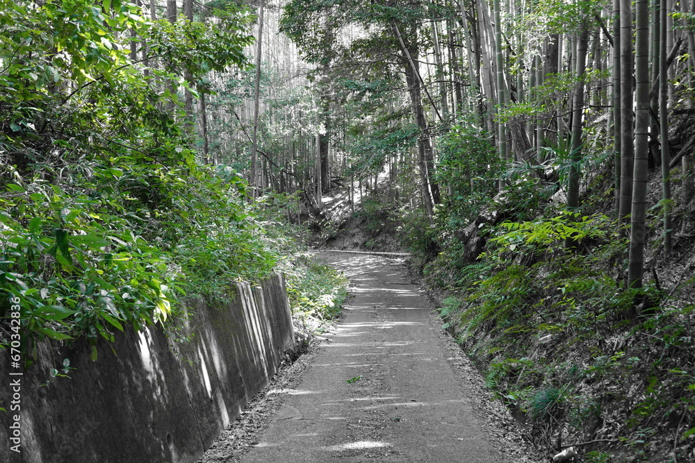 Obraz premium 陽だまりの田舎道