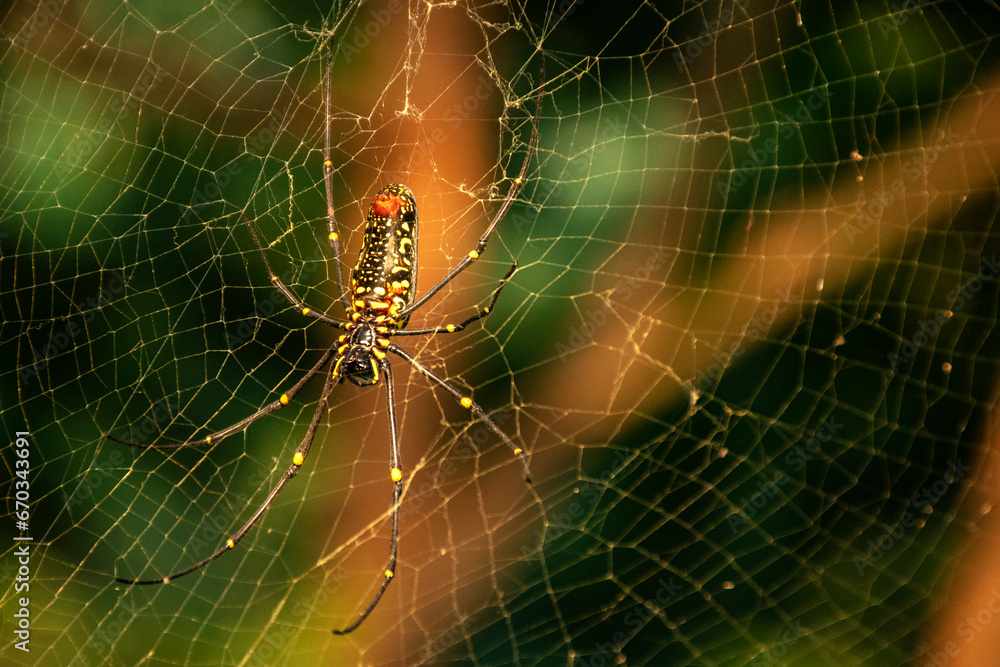 A spider in a web on a natural green background. Selective focus. High quality photo.