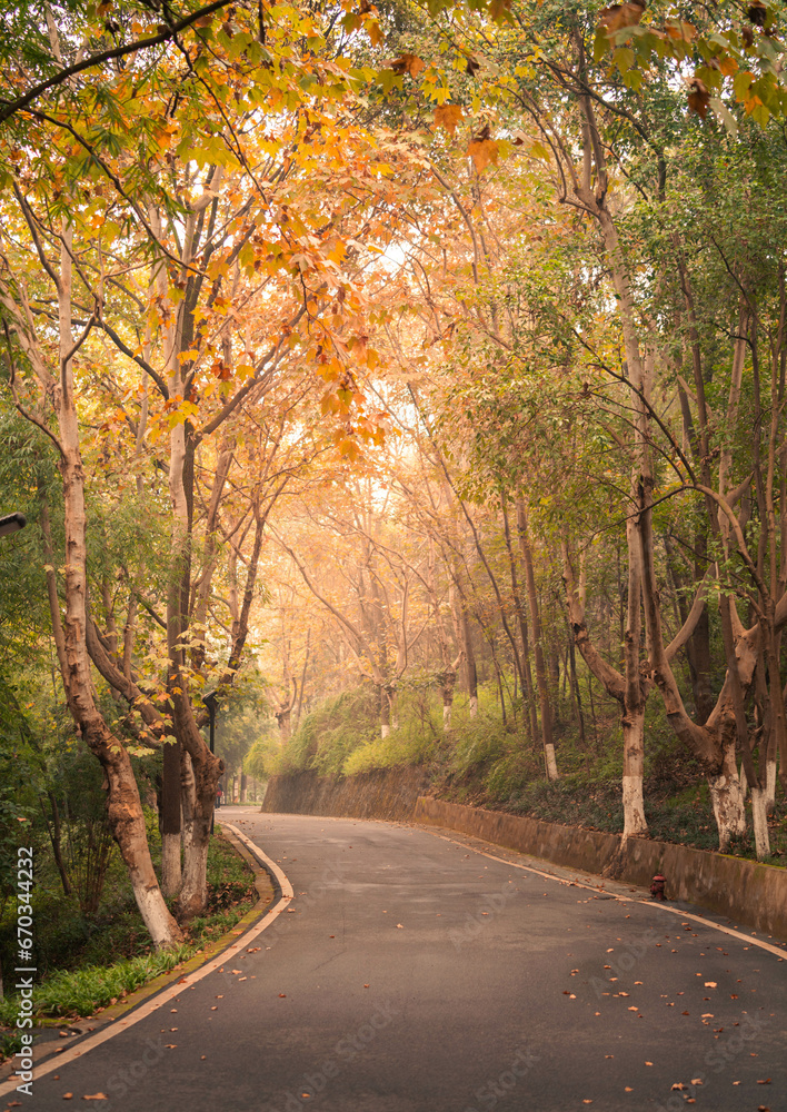 autumn, tree, forest, trees, nature, landscape, yellow, travel, country, sky, leaves, woods, leaf, park, rural autumn, tree, forest, trees, nature, landscape, yellow, travel, country, sky, leaves, woods, leaf, park, rural