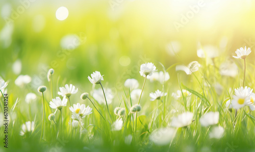Fresh green grass and white blooming flowers on meadow in morning light