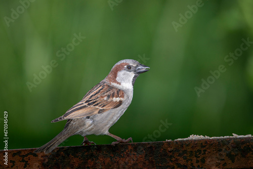 Cock sparrow perched on a rusted iron bar
