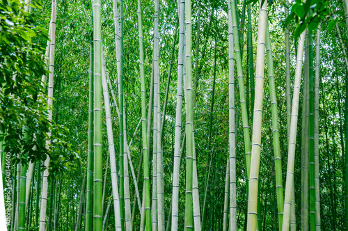 Bamboo grove Arashiyama in Kyoto, Japan