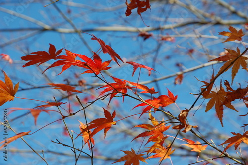 紅葉したもみじ