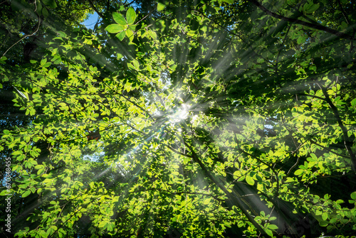 sun rays comming through the leaves 
