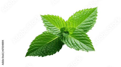 peppermint leaves on the white background