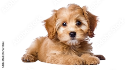 puppy on the transparent background