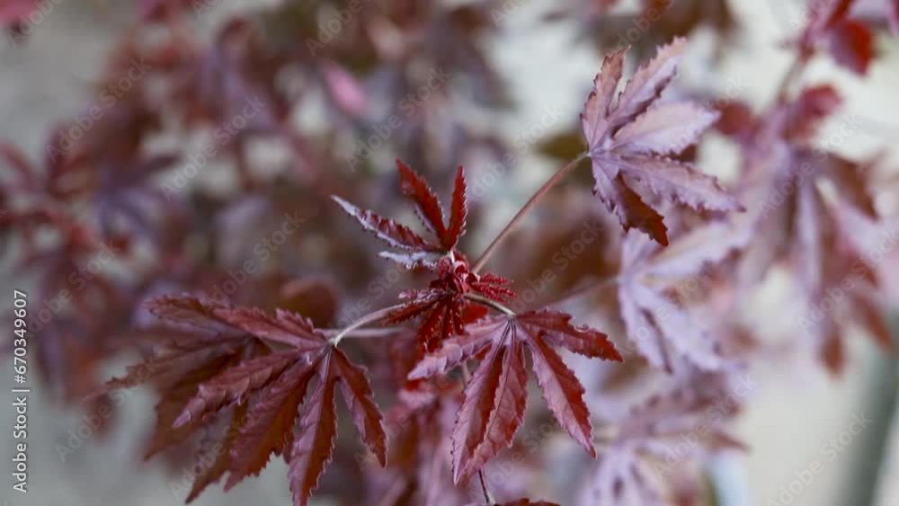 Red hemp Hibiscus acetosella plant