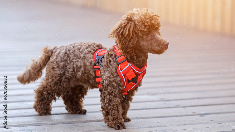 Small chocolate poodle in harness stands on wooden bridge. Domestic dog wraps head in different directions, displaying inquisitive demeanor Small chocolate poodle in harness stands on wooden bridge. Domestic dog wraps head in different directions, displaying inquisitive demeanor