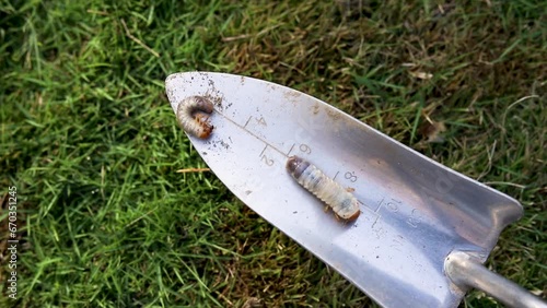 Large white worms in the ground closeup photo