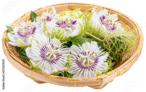 Passion Fruit flower with leaf in bamboo basket isolate on white background   Passion flower medical herb PNG File.