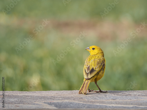 Photograph of a yellow canary in nature. Crithagra flaviventris