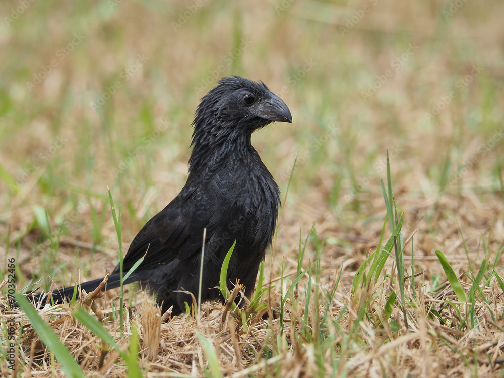 A photograph of a blackbird. Crotophaga Sulcirostris A photograph of a blackbird. Crotophaga Sulcirostris