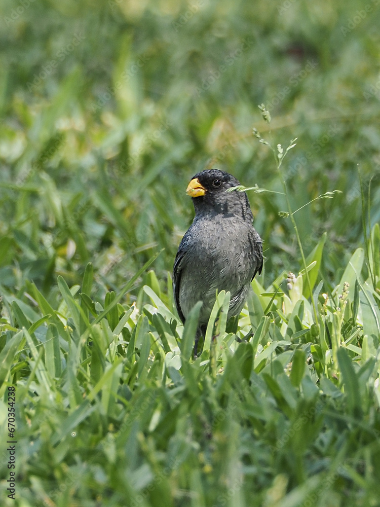 Obraz premium Photo of a Catamenia analis specimen