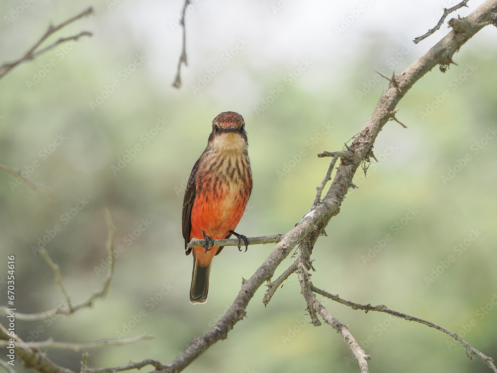 A female Pyrocephalus bird in nature
A female Pyrocephalus bird in nature