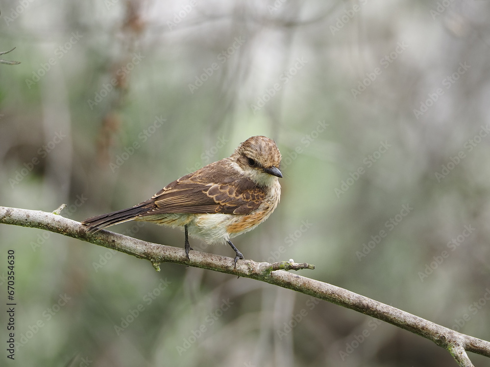 Obraz premium A female Pyrocephalus bird in nature 