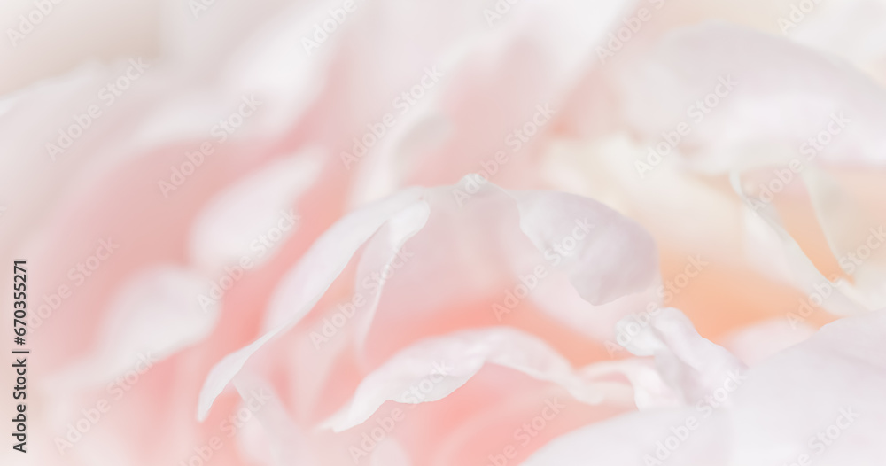 White pink peony petals. Soft focus. Abstract floral background for holiday design