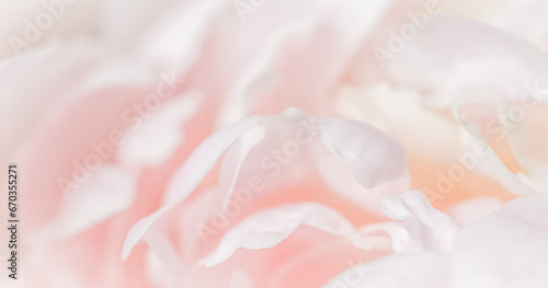 White pink peony petals. Soft focus. Abstract floral background for holiday design © OLAYOLA