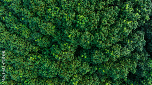 top view of green forest in the rainy season, complete natural resources and fresh air, green world concept and good health, for background wallpaper